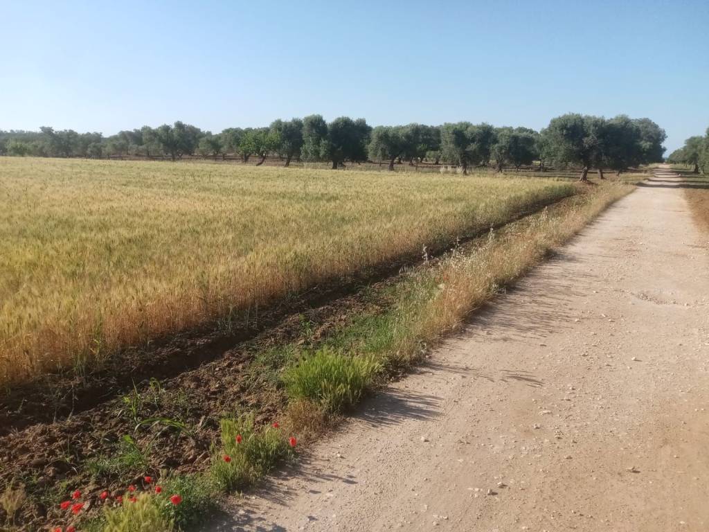 Terreno Agricolo Via Apani Brindisi Rif 97381552 Immobiliare It