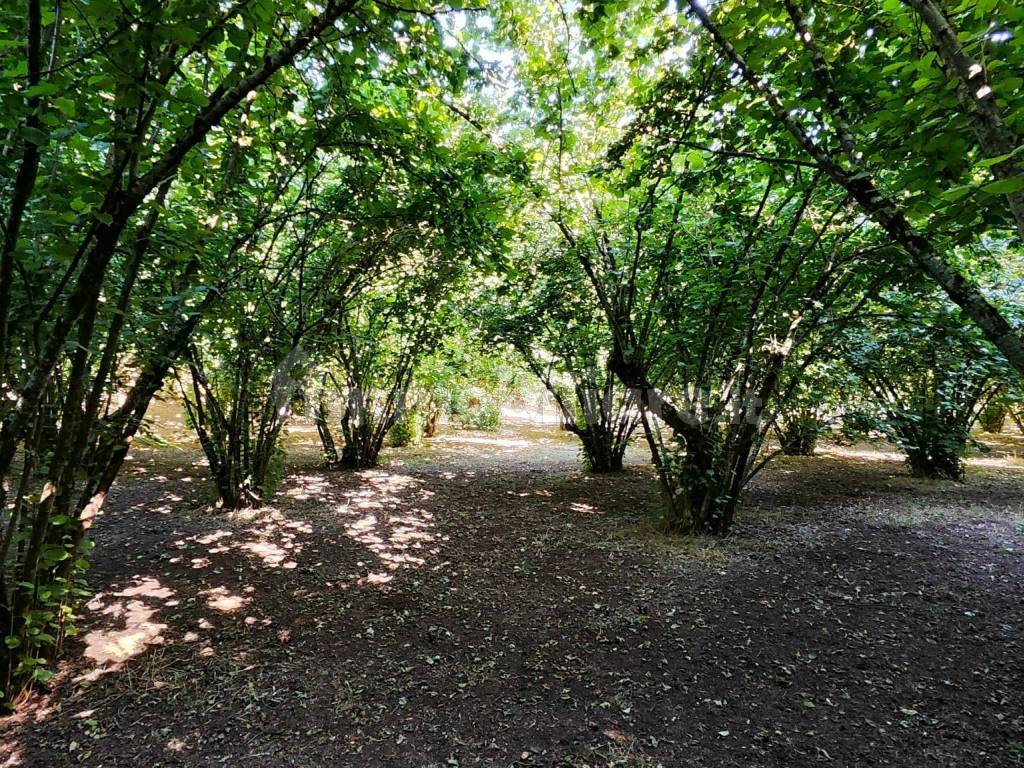 Terreno Agricolo Strada Della Fornacchia Soriano Nel Cimino Rif