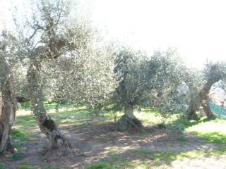 Uliveto
