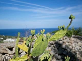 Foto - Vendita villa con giardino, Gagliano del Capo, Salento