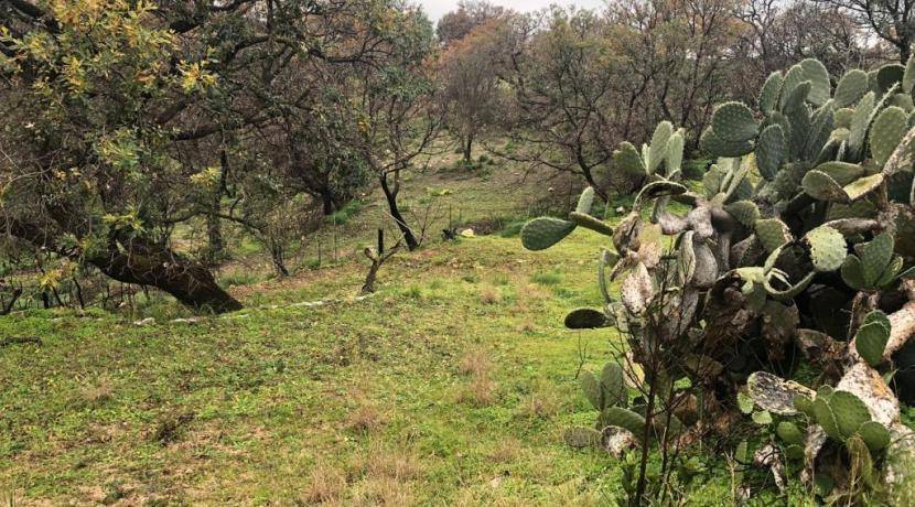 Terreno agricolo via regina margherita 154, benestare