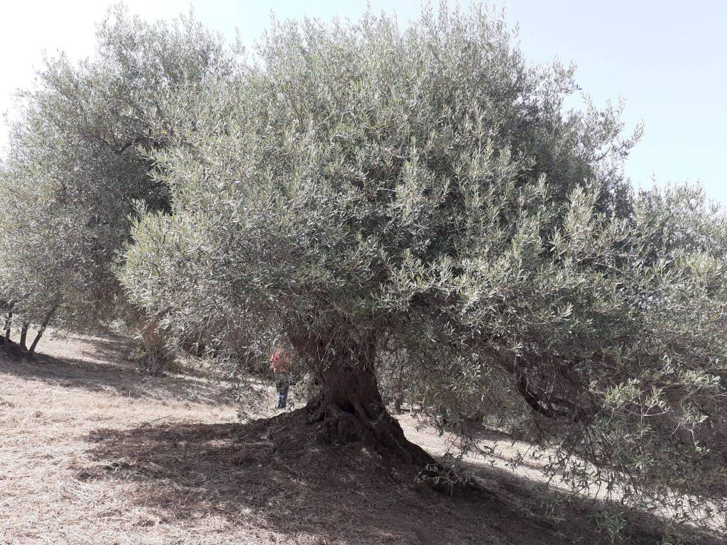 Terreno agricolo via serro puntale, spadafora