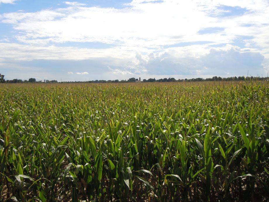 Terreno agricolo, occimiano