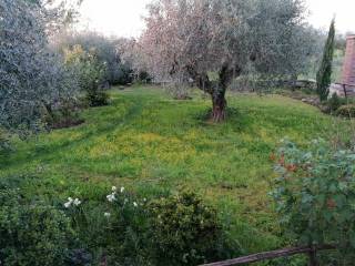 ULIVETO DI PROPRIETA'