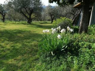 ULIVETO DI PROPRIETA''