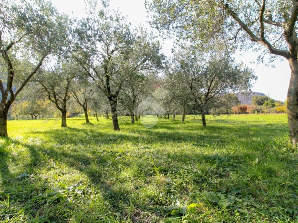 TERRENO AGRICOLO