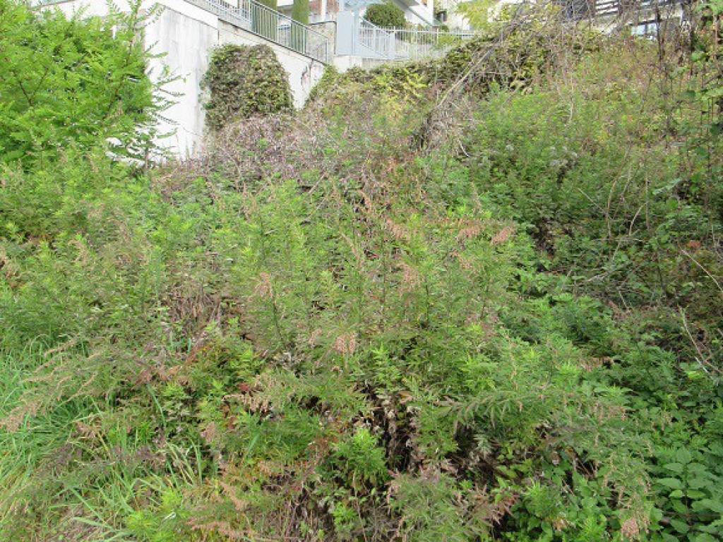 Terreno edificabile, montagna in valtellina