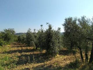 terreno uliveto