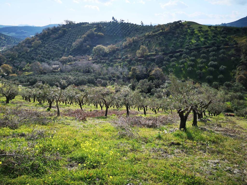 Terreno agricolo sp49, caraffa di catanzaro