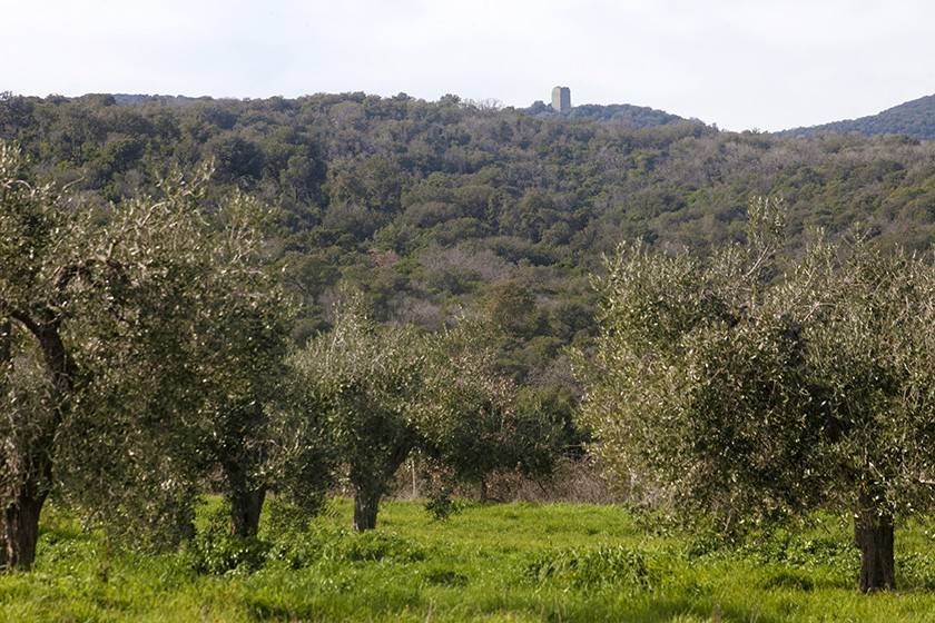 terreno oliveto