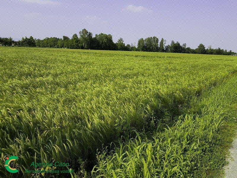 terreno agricolo (Custom)