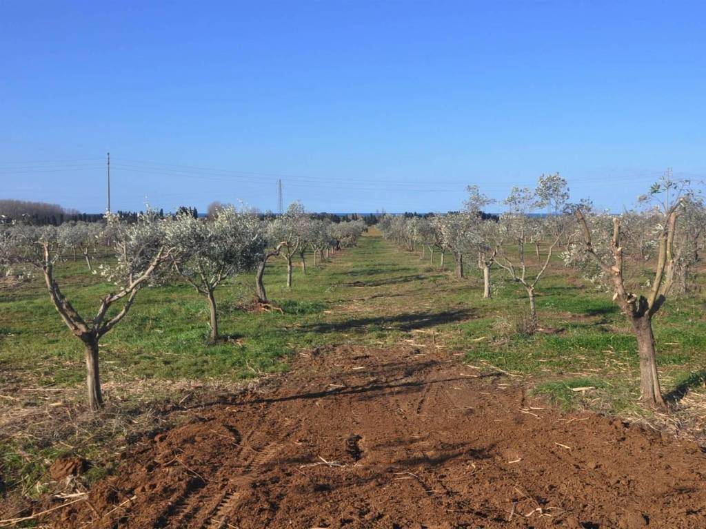 Terreno agricolo via marmentana, rosignano solvay, rosignano marittimo