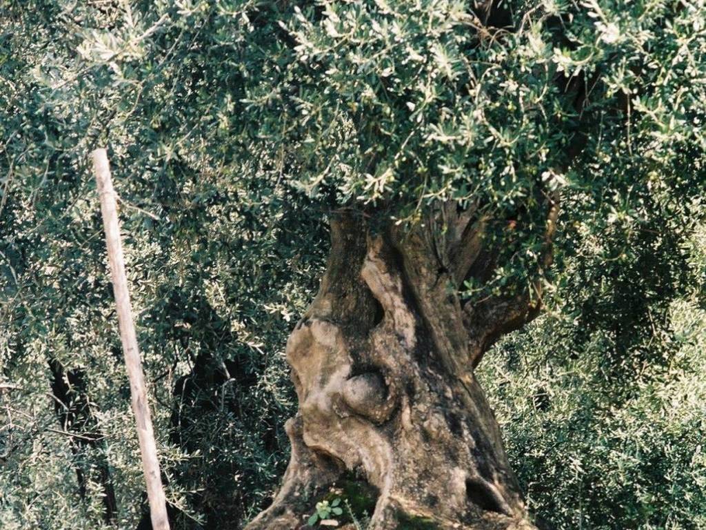 Terreno agricolo via grotta dell'olio 4, sarno