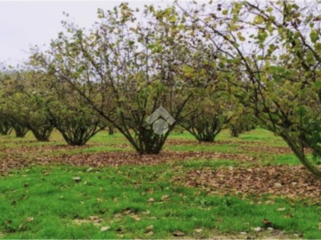 Terreno agricolo località petruro, mercogliano