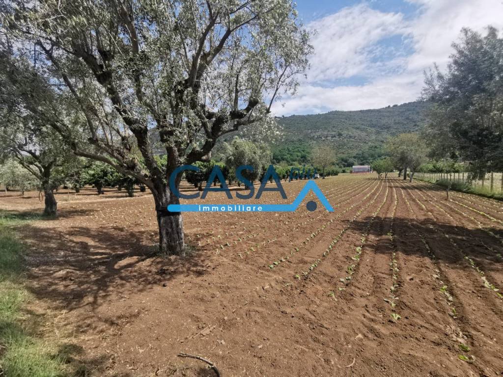 Terreno agricolo località  pucchetti, bellona