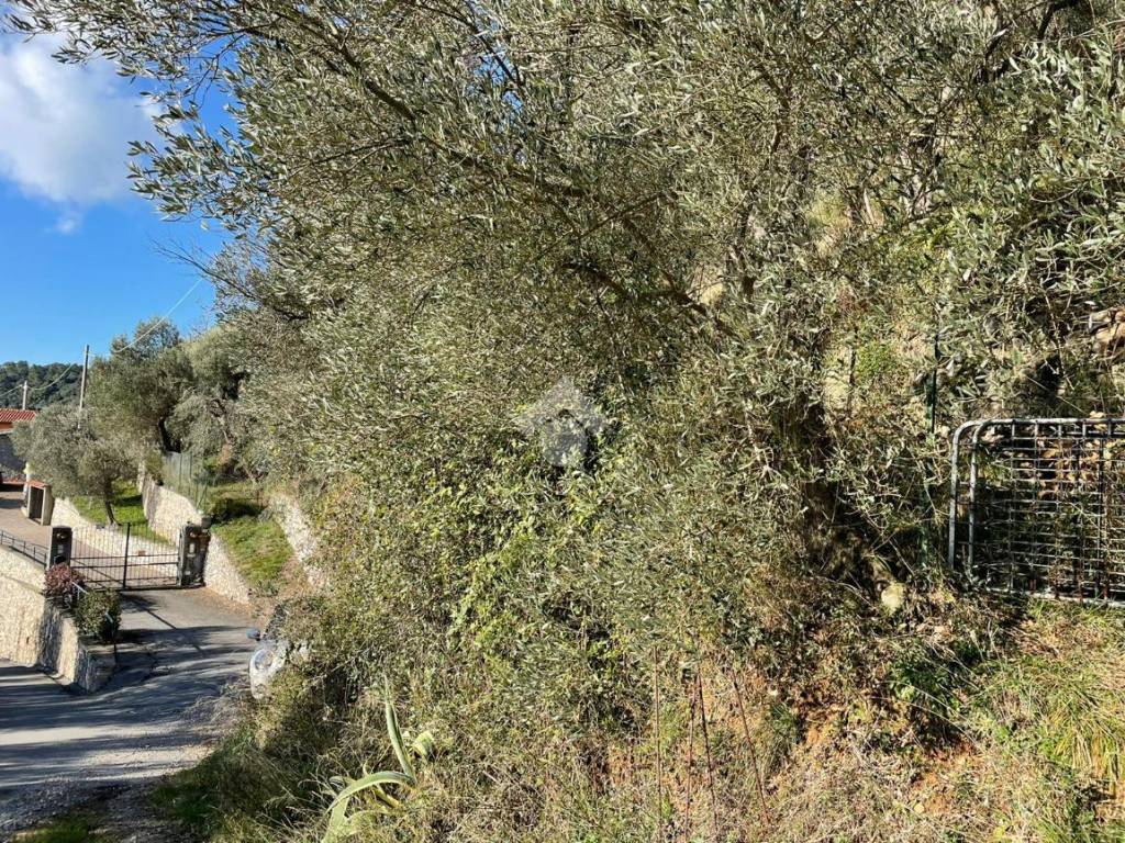 Strada di accesso al terreno.