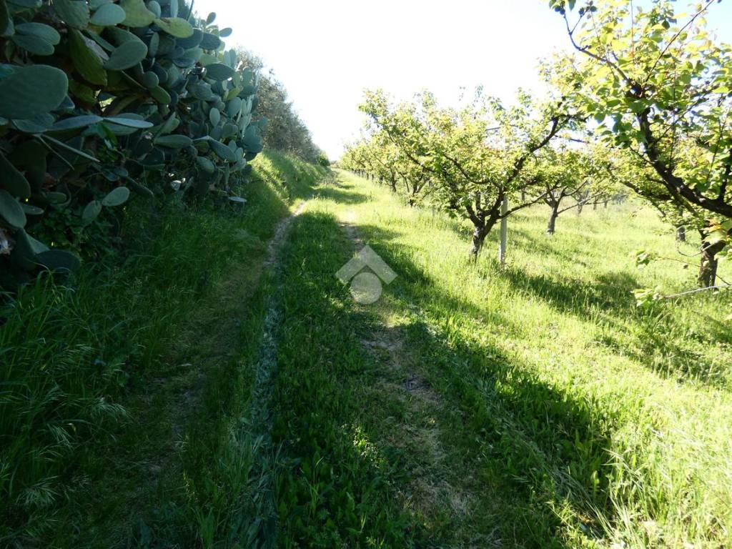 Terreno agricolo 3