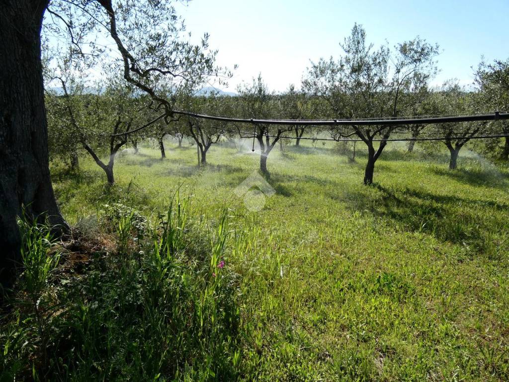 Terreno agricolo con albicoccheto 1