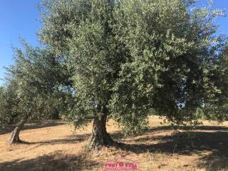albero secolare ulivo