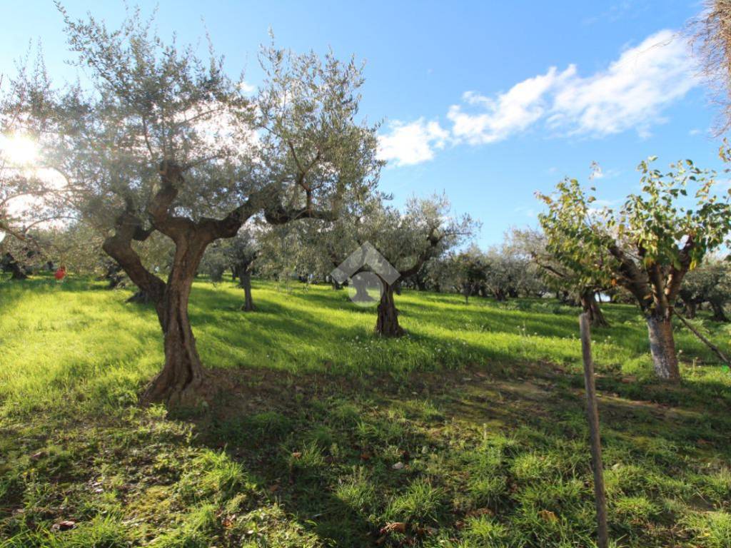 Terreno agricolo