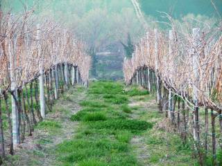 1280-f193-azienda-agricola-monte-porzio-25f24.jpg