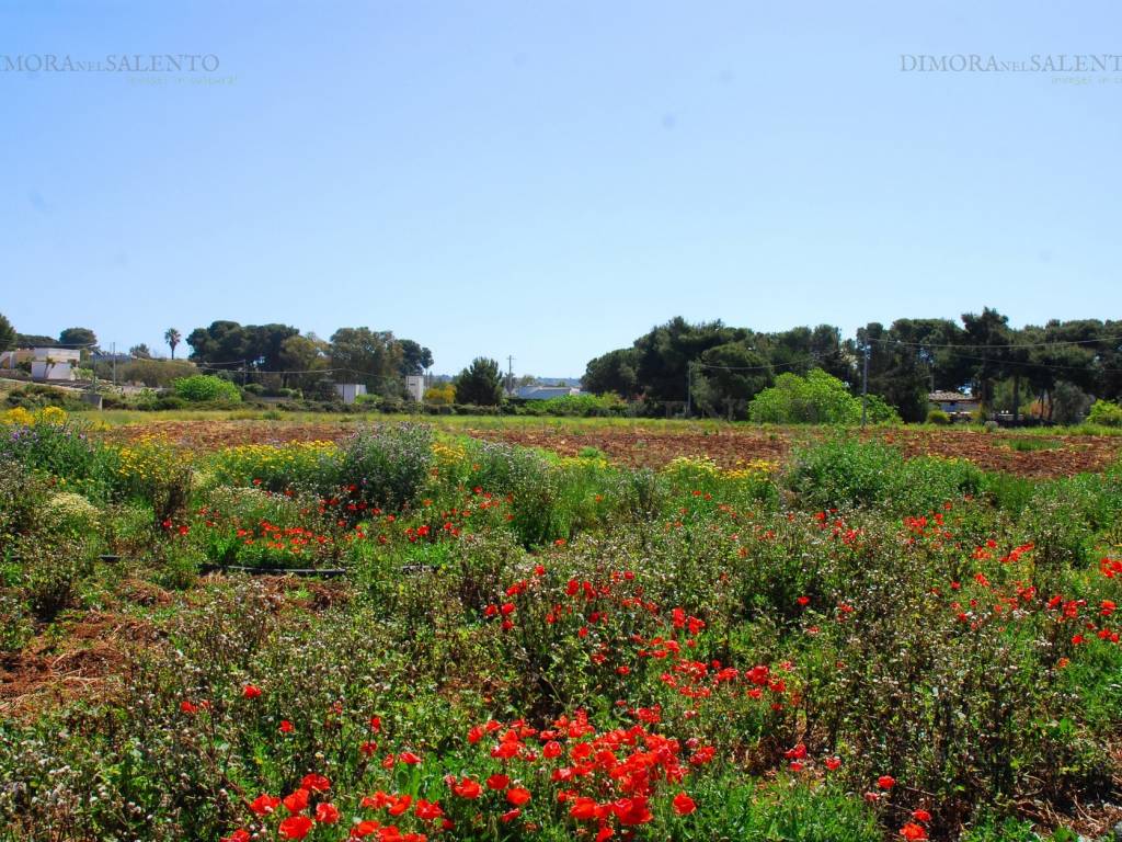 terreno