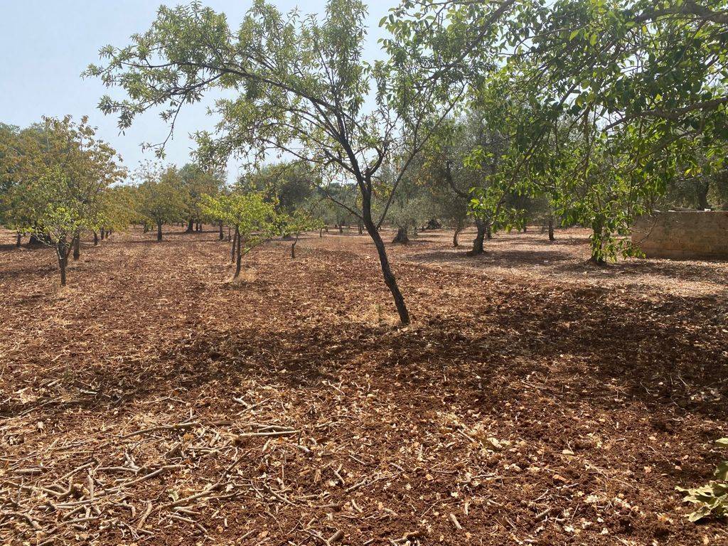 Terreno agricolo contrada virbo, monopoli