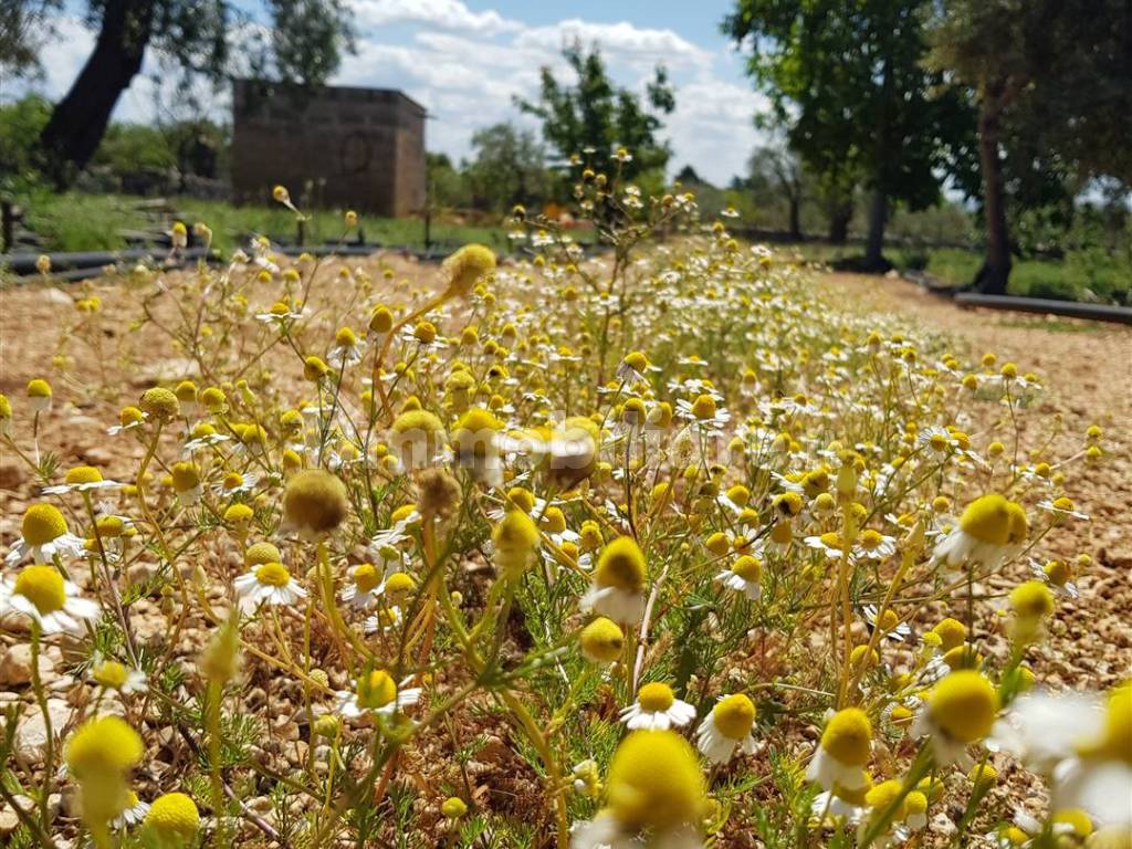 TERRENO ULIVETO