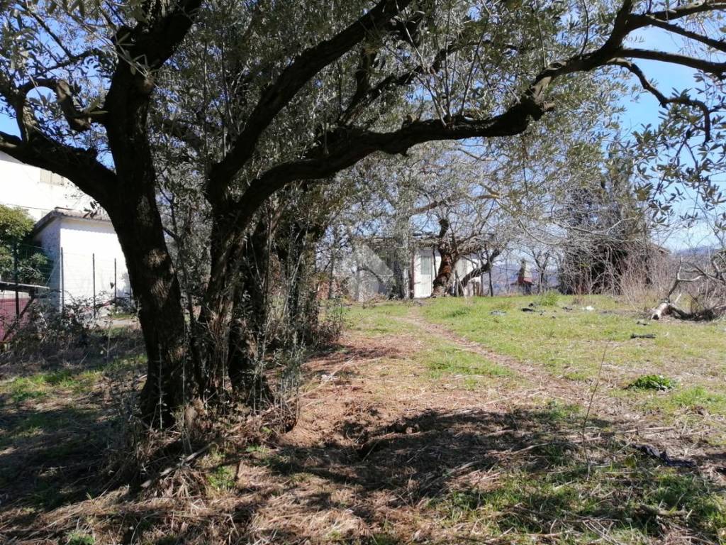 FOTO TERRENO CON PROSèETTIVA ULIVI 2