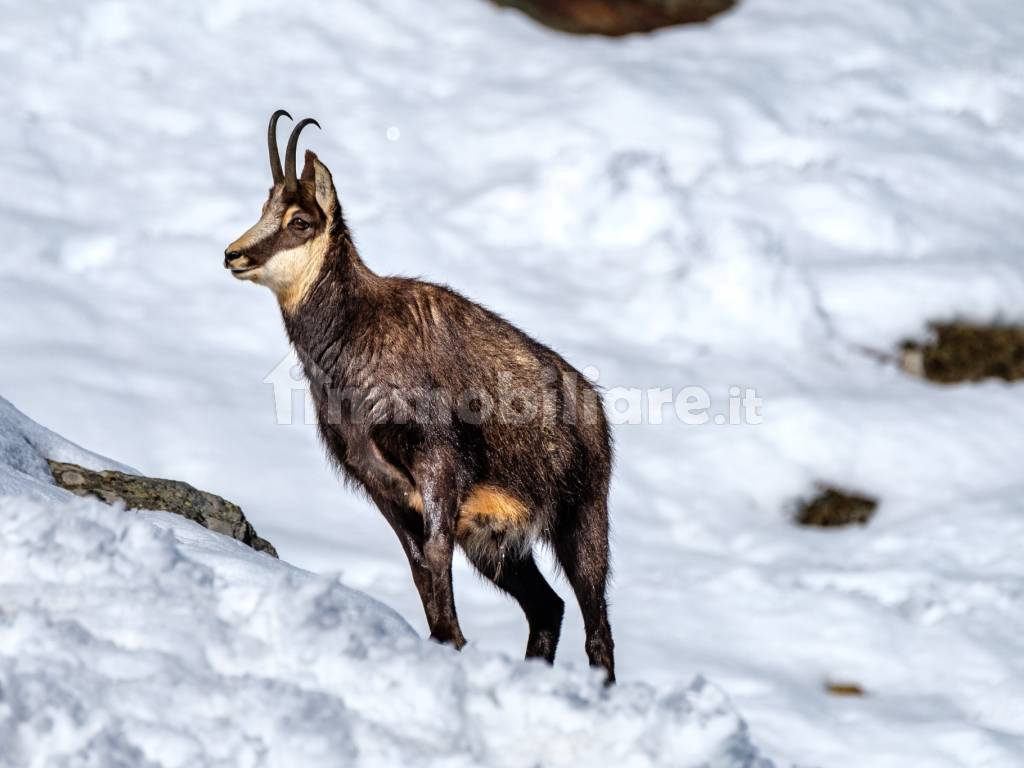 Courmayeur Larzey appartamenti nuovi