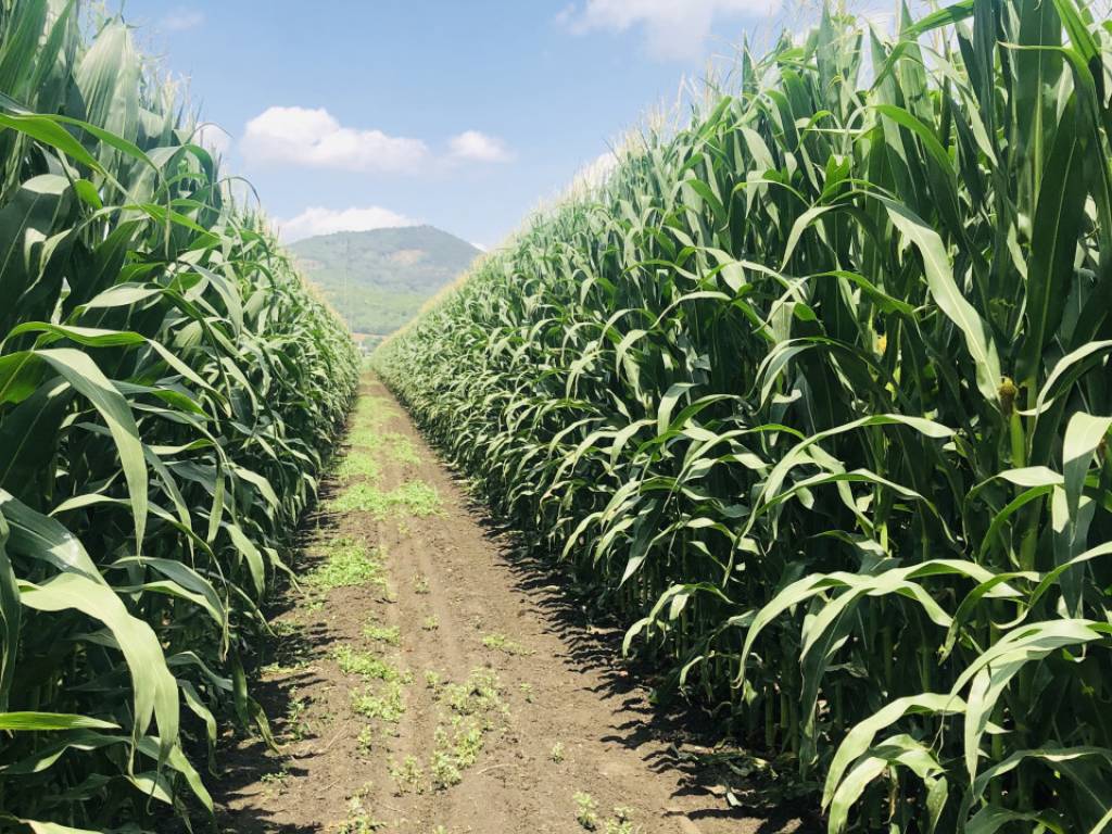 Terreno agricolo roma, stanghella