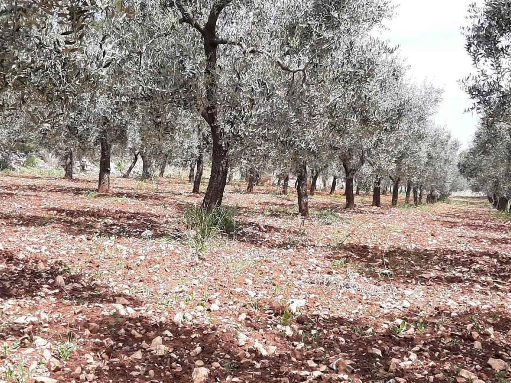 Terreno agricolo contrada impalata, impalata, monopoli