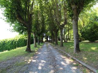 Il viale alberato