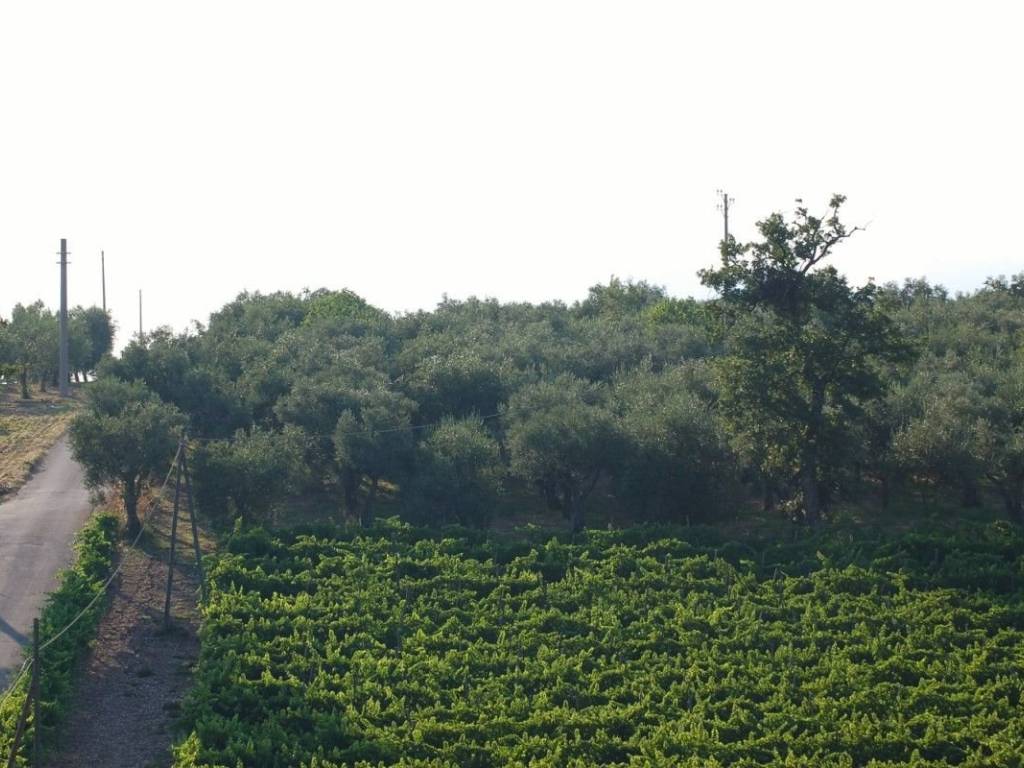 Terreno agricolo via fossa della lupa, ponte