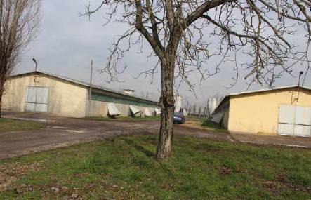Capannone all'asta via capitello 7, veggiano