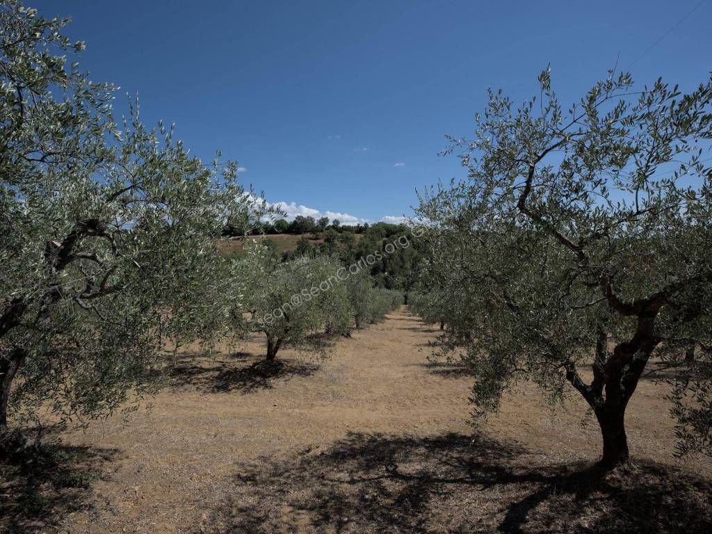 Uliveto * Olive grove