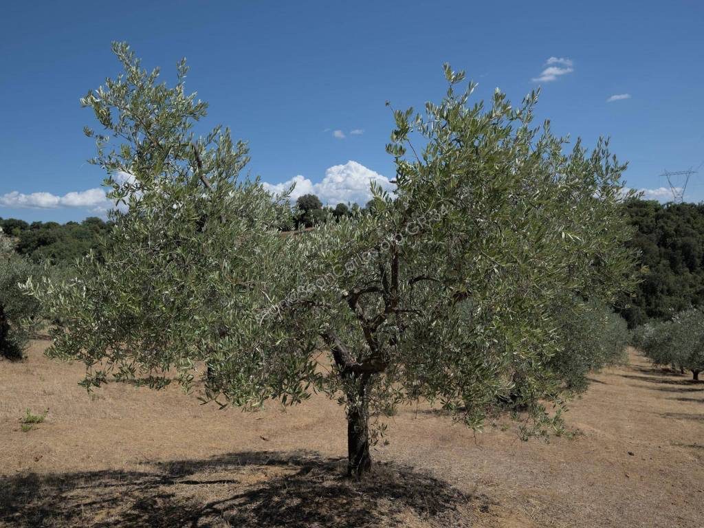 Ulivo * Olive tree