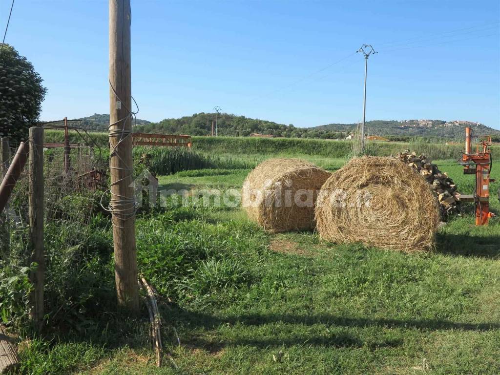 Gavorrano Grilli Castiglione della Pescaia maremma