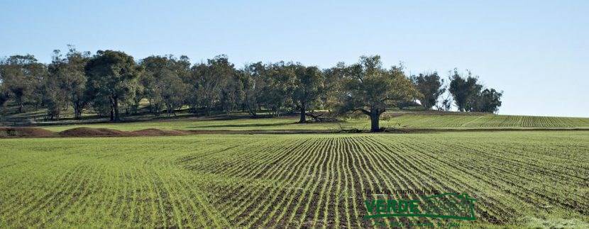 terreno agricolo (13)