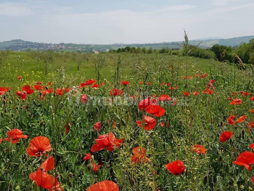 Le colline Romagnole