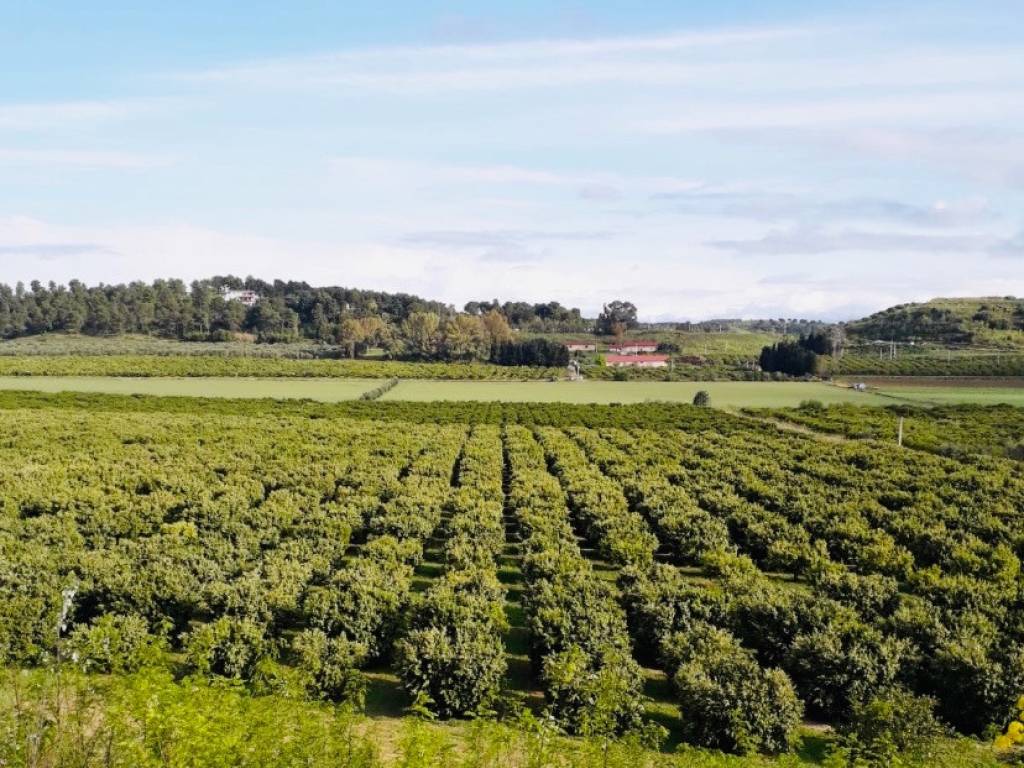 Terreno agricolo contrada crepacuore, zona capo rizzuto, apriglianello, papanice, crotone