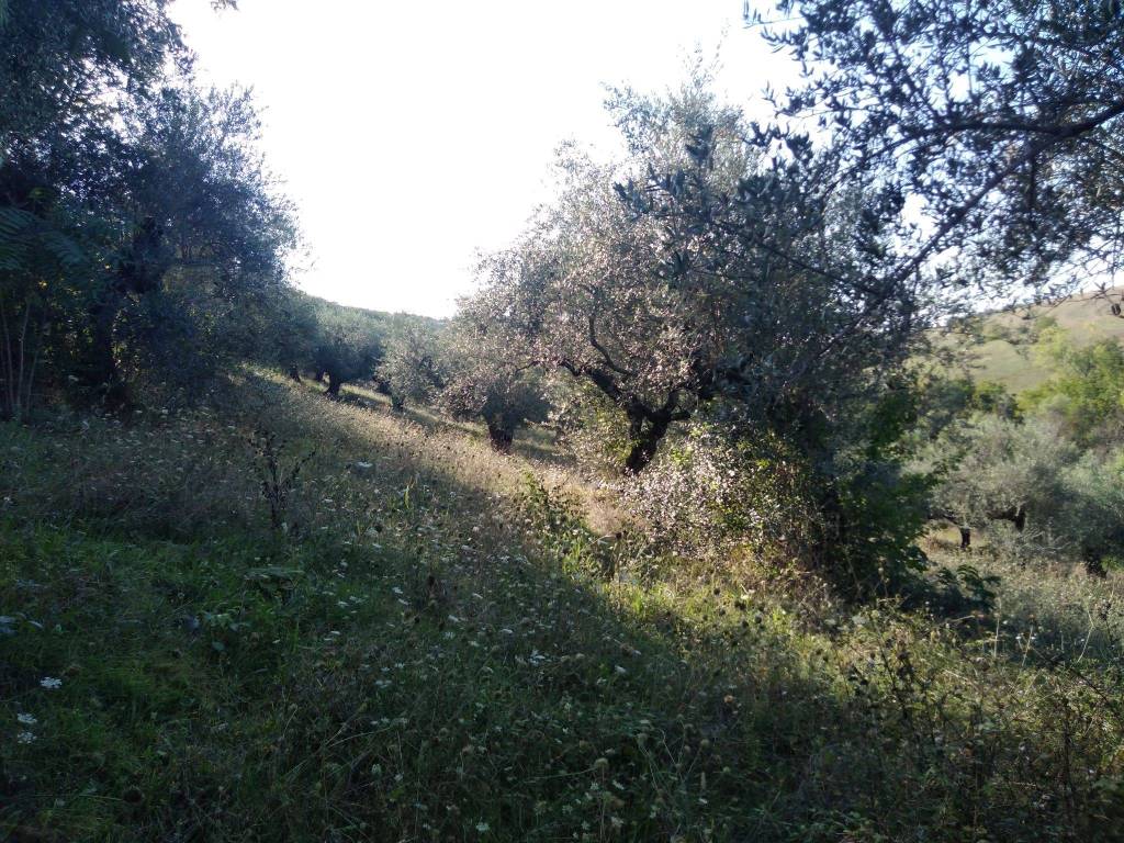 Terreno agricolo contrada garofalo 16, pianella