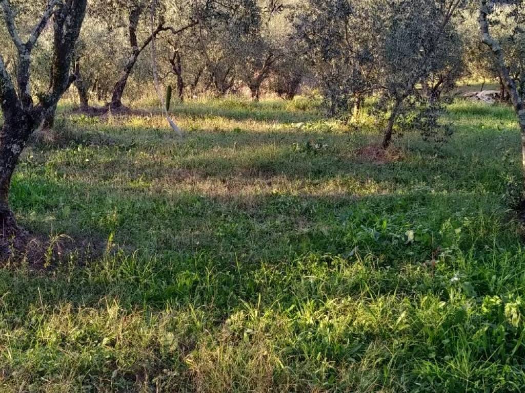 Terreno agricolo via stignano, borgo a buggiano, buggiano
