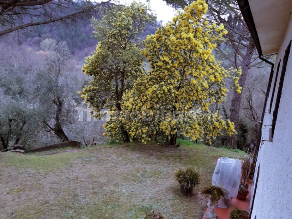 mimosa a primavera