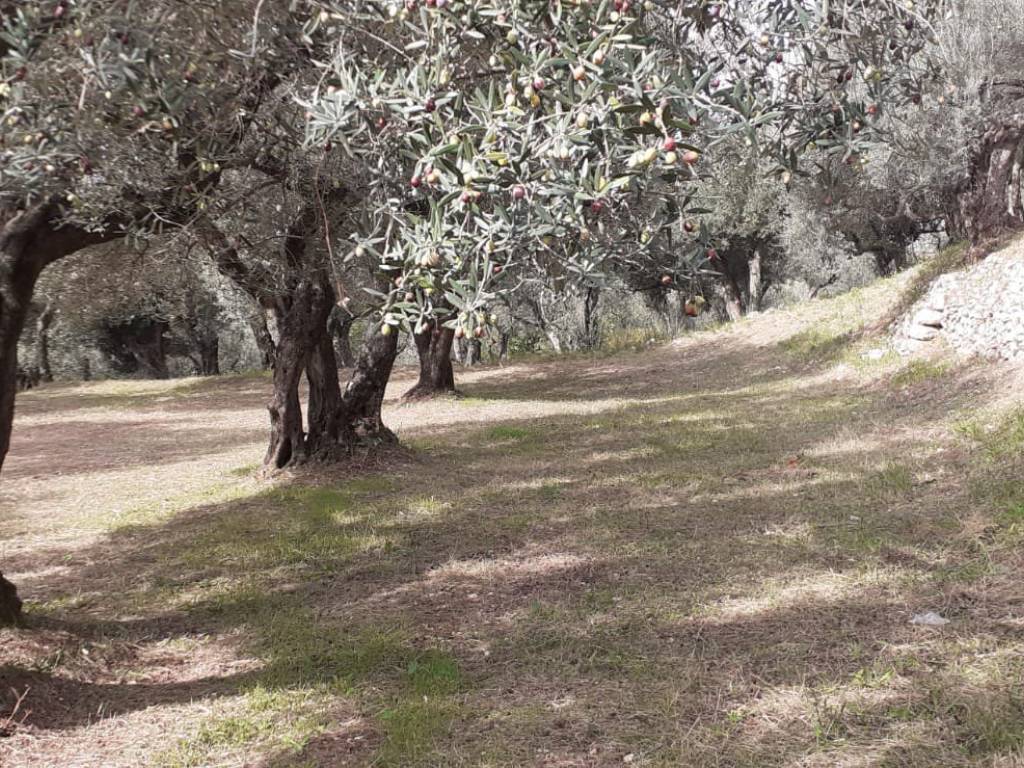 Terreno agricolo, bucciano