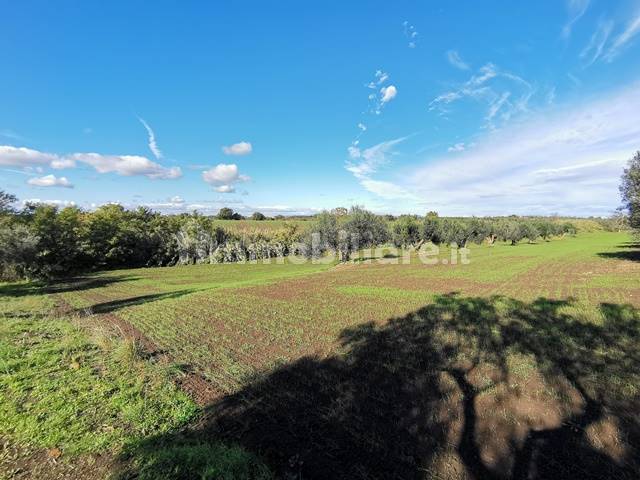 Annesso con Terreno Vende a Tuscania