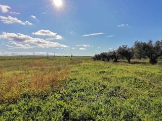 Annesso con Terreno Vende a Tuscania