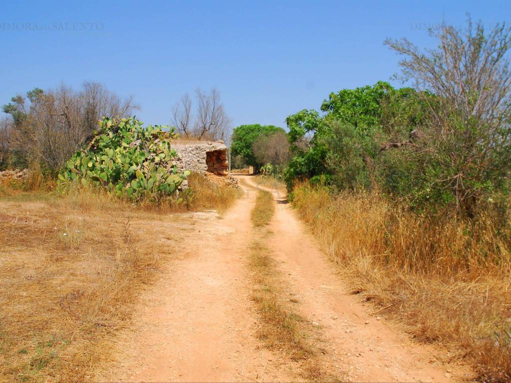 Terreno non edificabile strada comunale degli schifazzi, presicce-acquarica