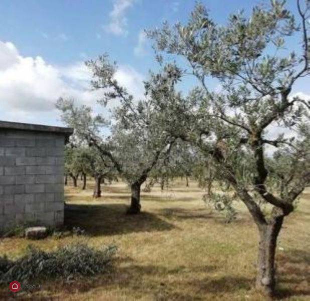 Terreno agricolo via chiantigiana, cavriglia
