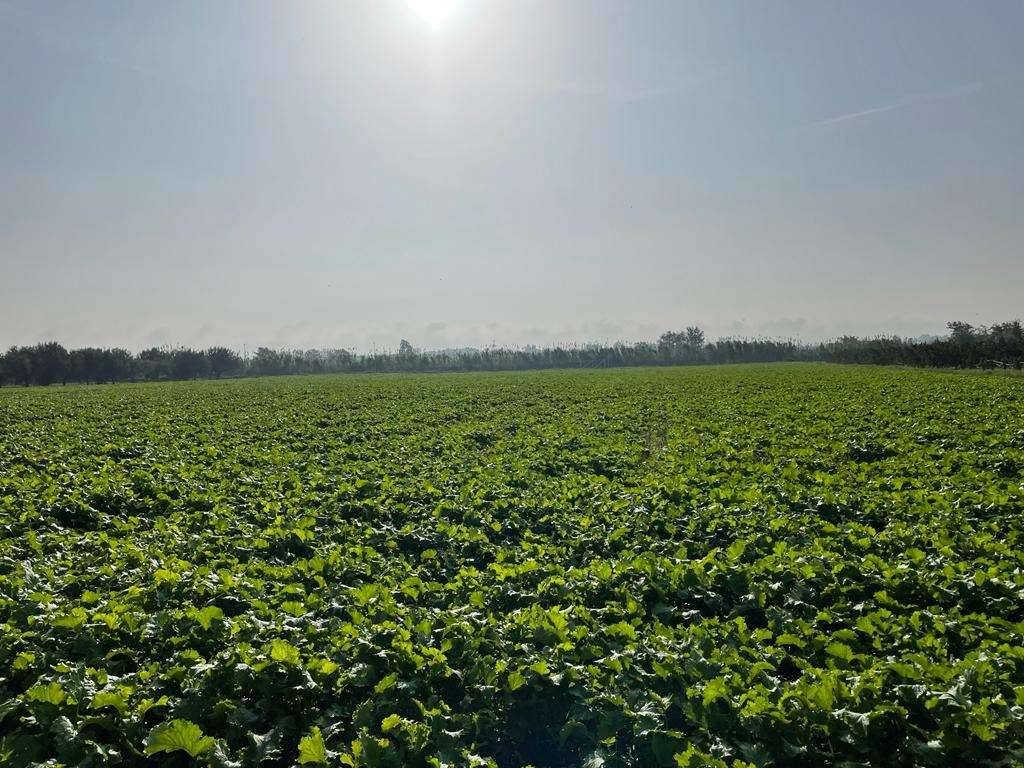 Terreno agricolo, mondragone